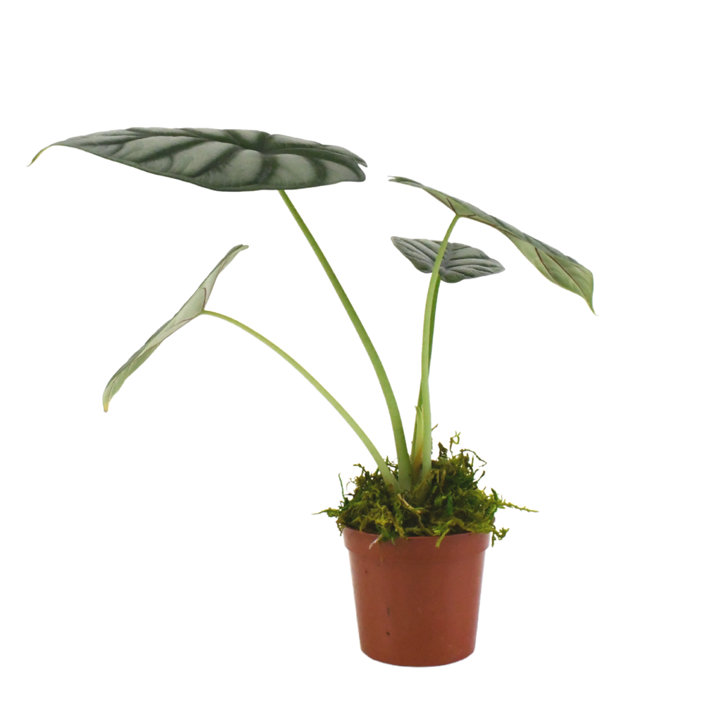 2.5" Alocasia Silver Dragon image 1