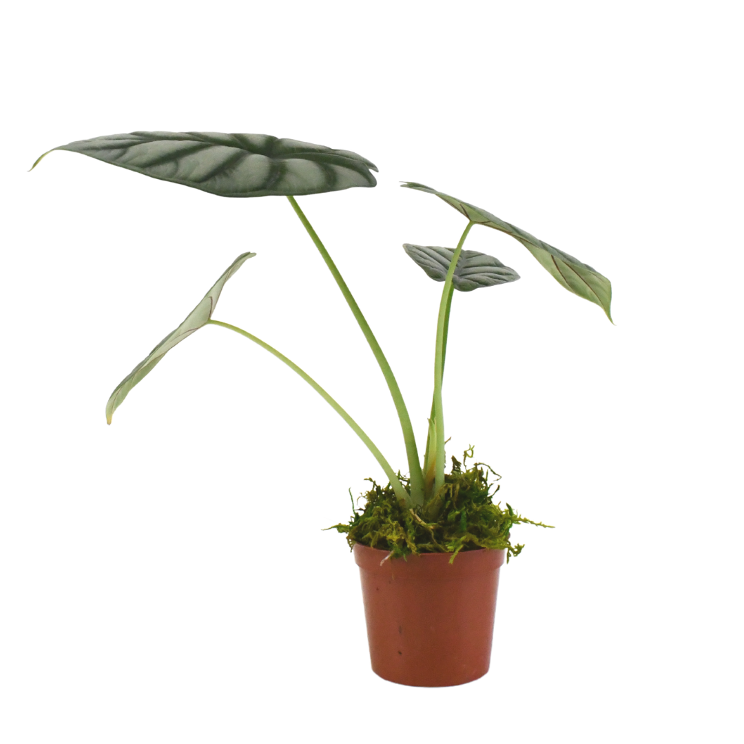 2.5" Alocasia Silver Dragon image 1