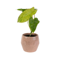 4" Philodendron Paraiso Verde image 0