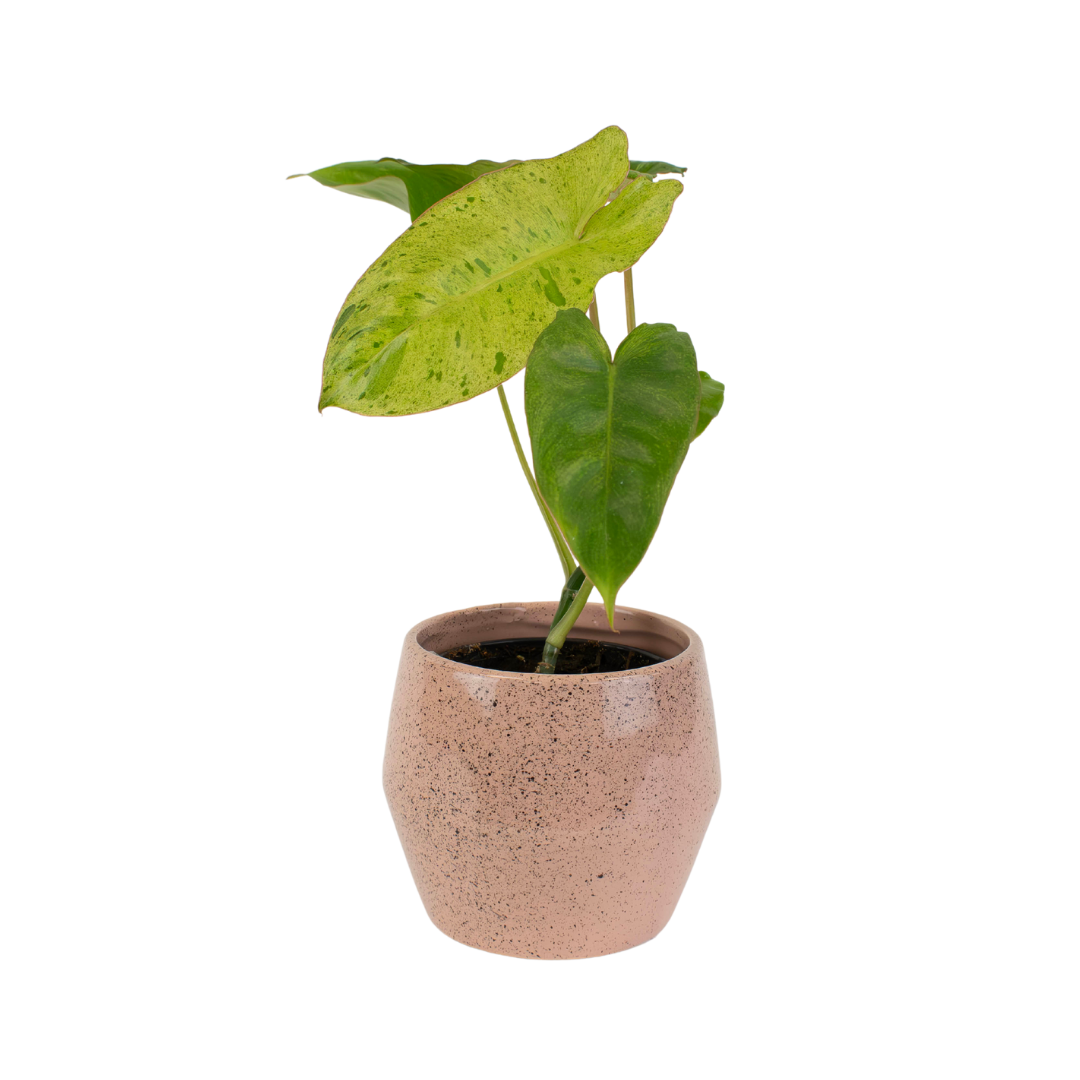 4" Philodendron Paraiso Verde image 0
