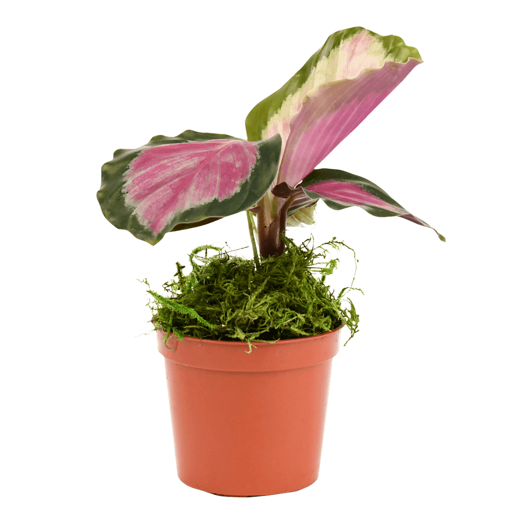 2.5" Calathea Rosy image 1
