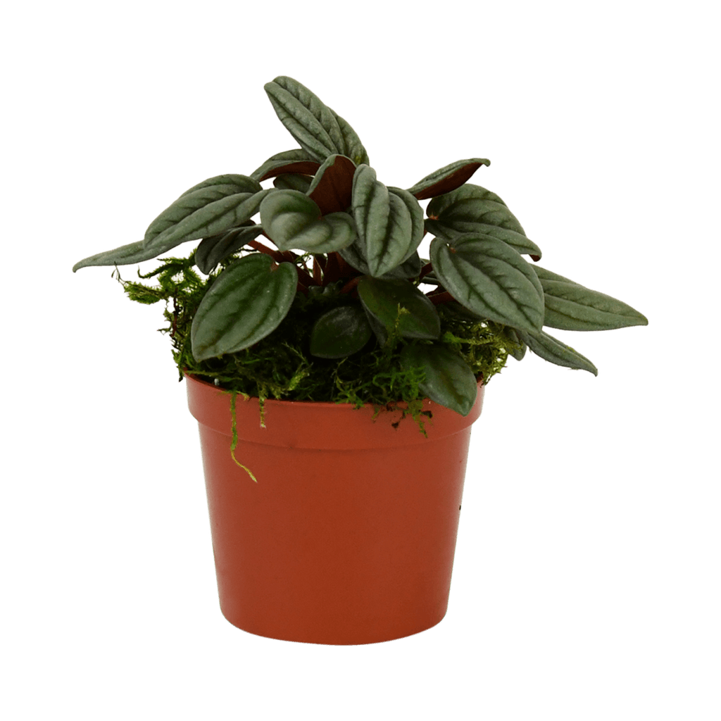 2.5" Peperomia, San Marino image 1