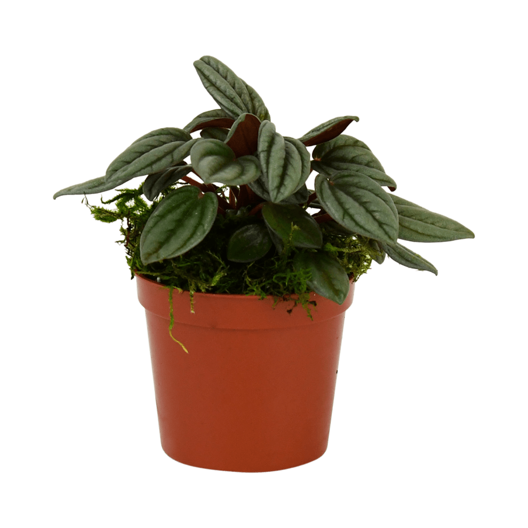 2.5" Peperomia, San Marino image 1