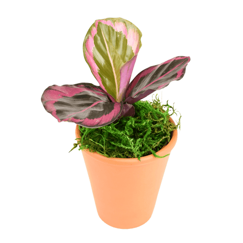 2.5" Calathea Red Mojo image 1