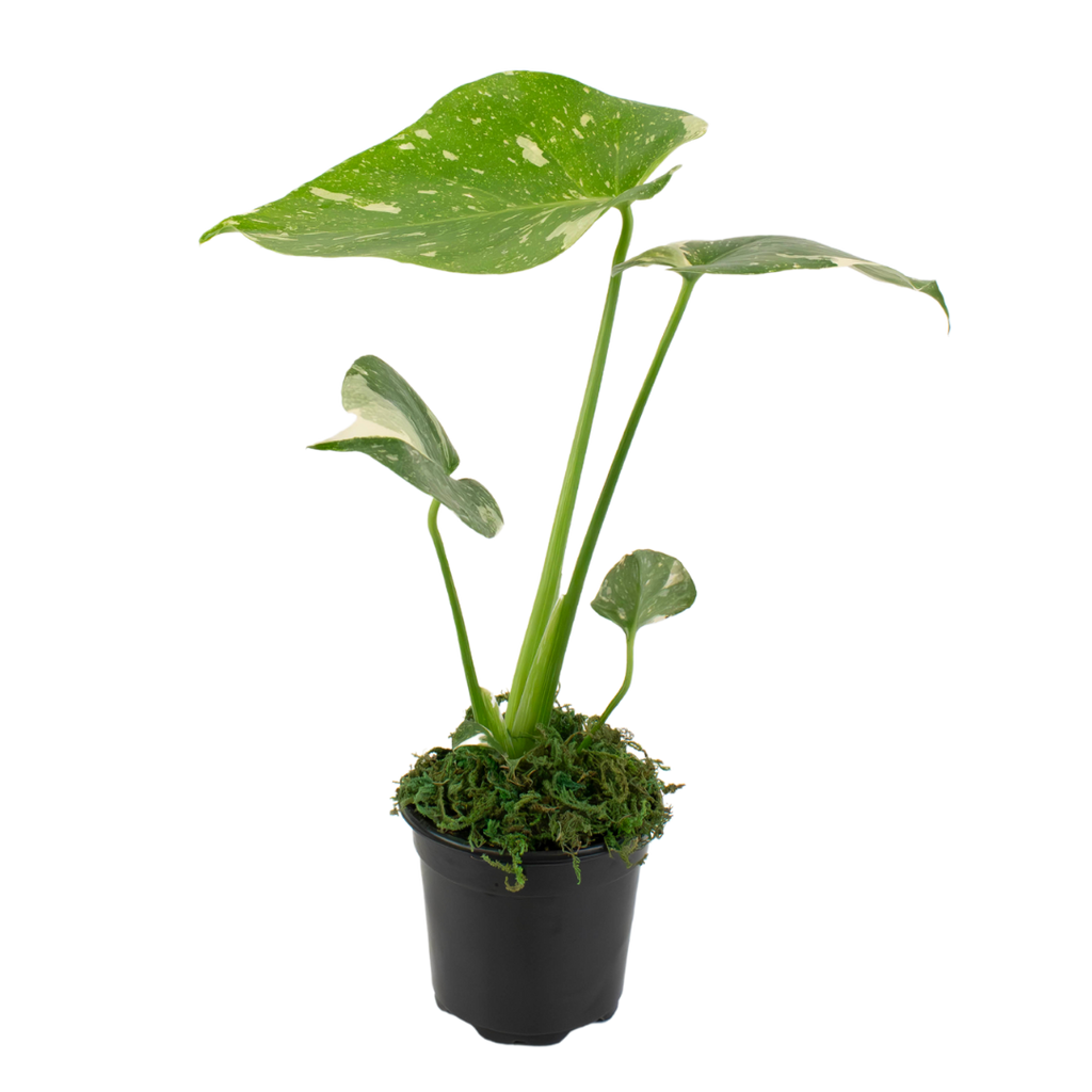 4" Monstera Thai Constellation image 1
