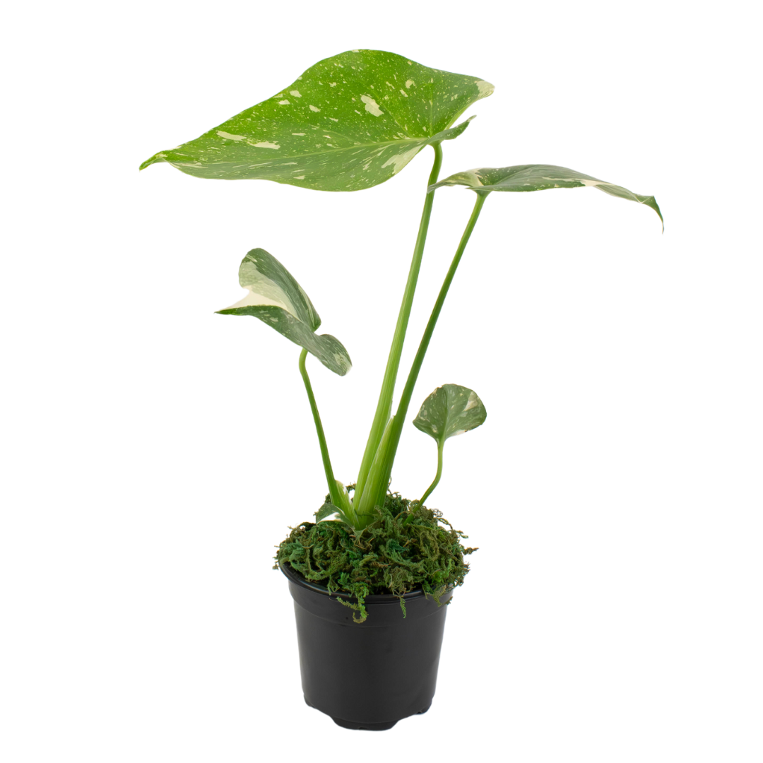 4" Monstera Thai Constellation image 1
