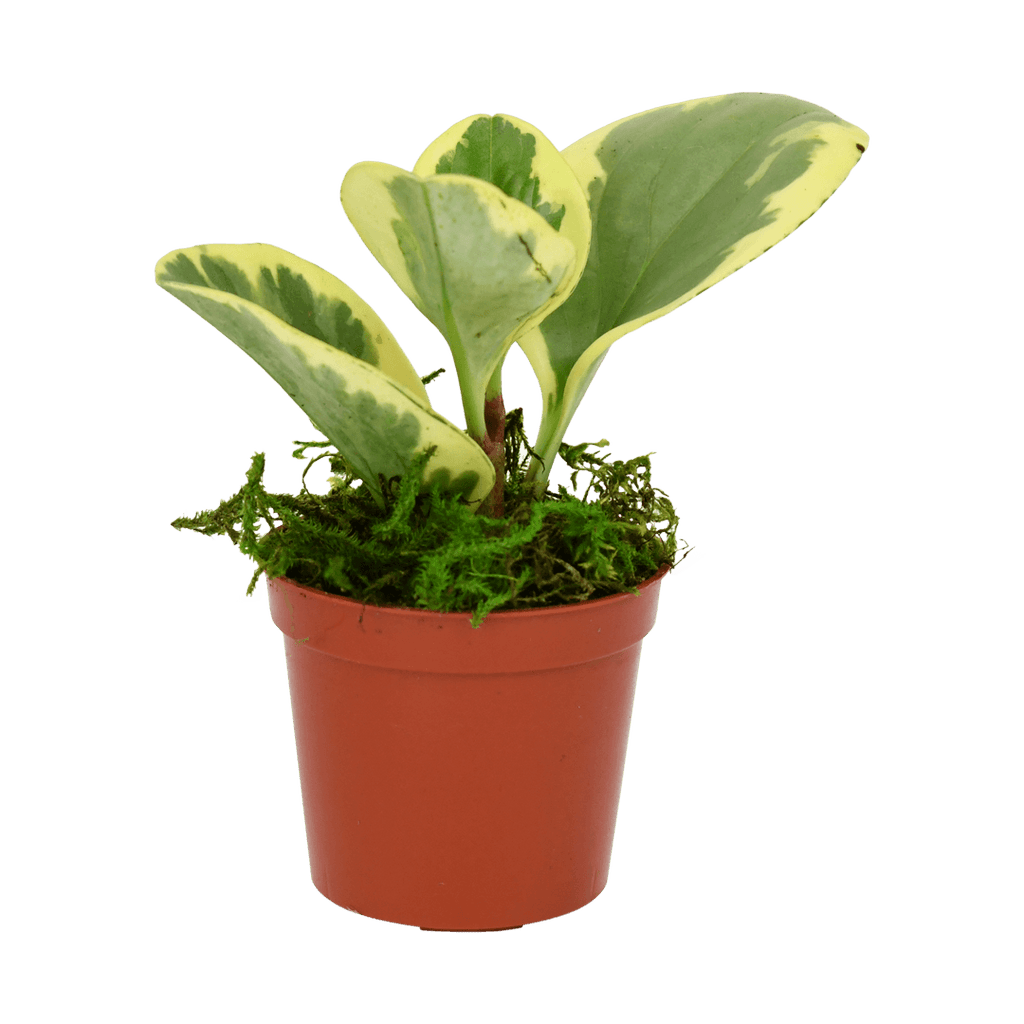 2.5" Peperomia  Obtusifolia image 1