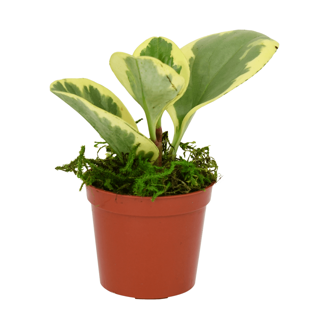 2.5" Peperomia  Obtusifolia image 1