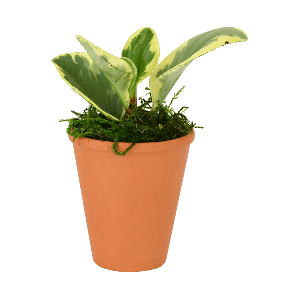 2.5" Peperomia  Obtusifolia image 0