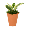 2.5" Peperomia  Obtusifolia image 0