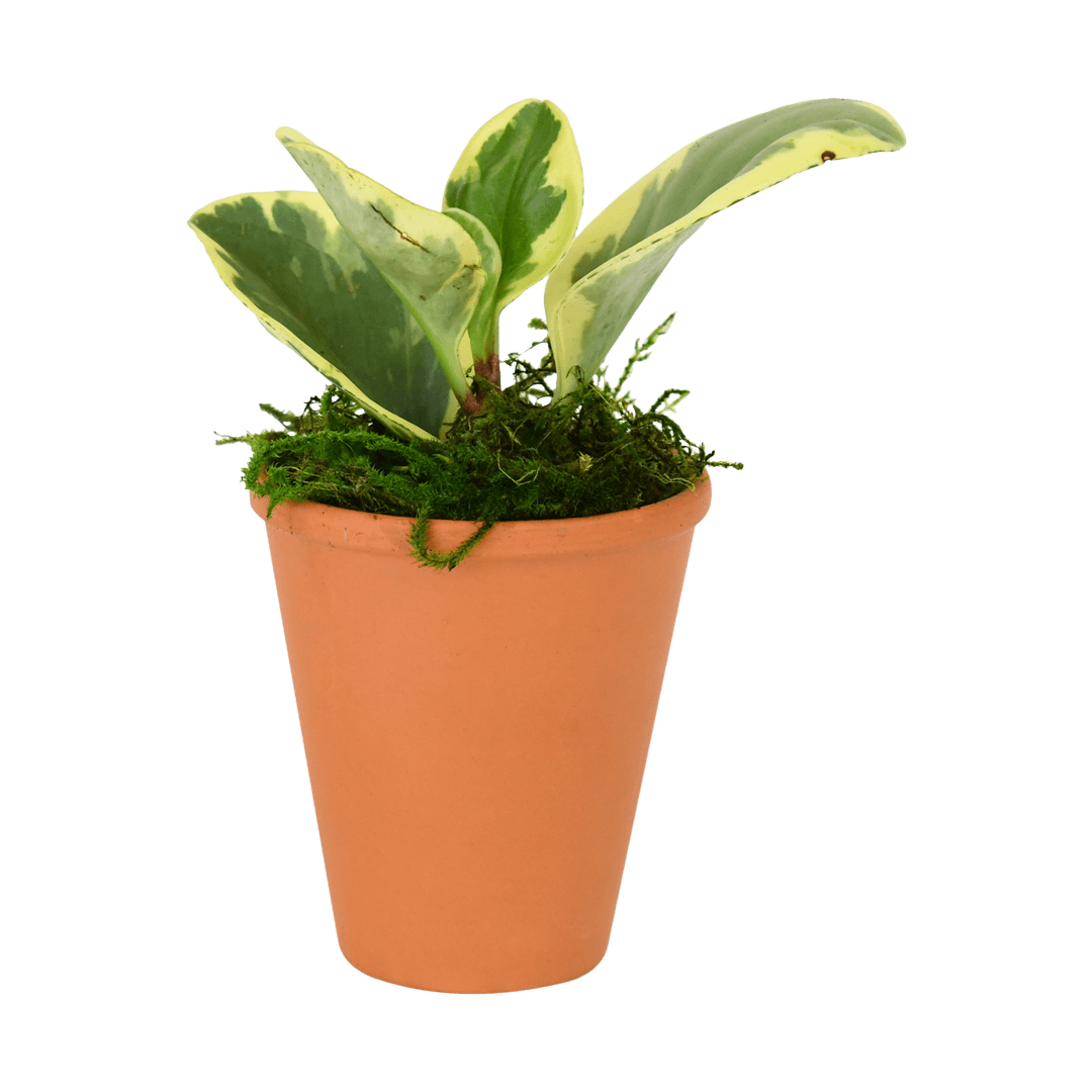 2.5" Peperomia  Obtusifolia image 0