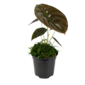 4" Alocasia Red Secret Cuprea image 0