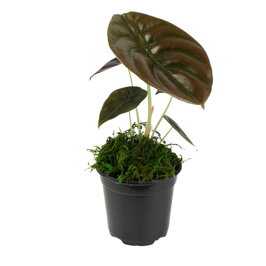 4" Alocasia Red Secret Cuprea image 0