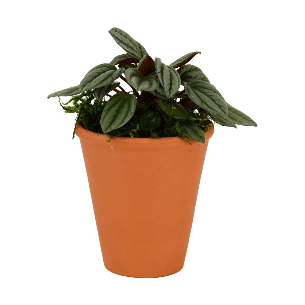 2.5" Peperomia, San Marino image 0
