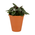 2.5" Peperomia, San Marino image 0