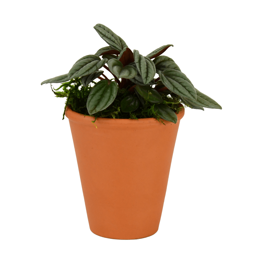 2.5" Peperomia, San Marino image 0