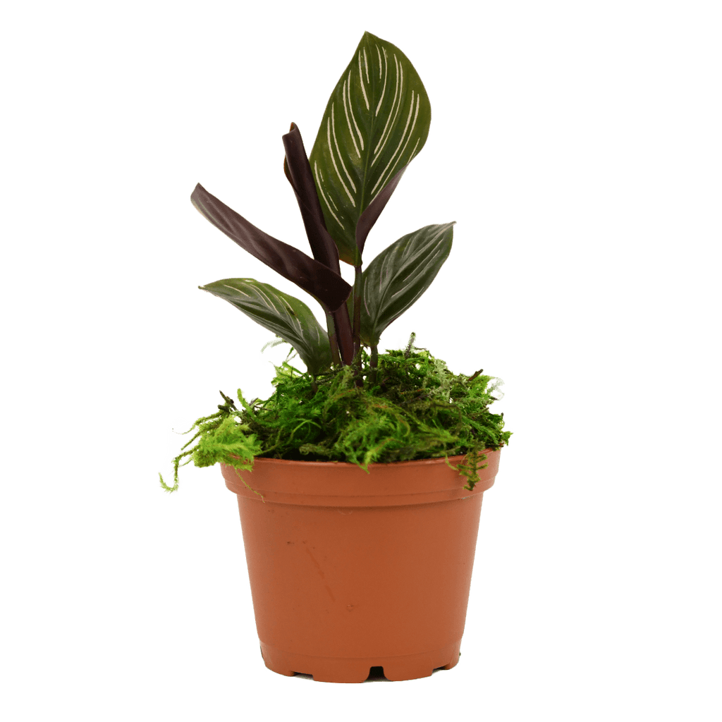 2.5" Calathea Ornata image 1