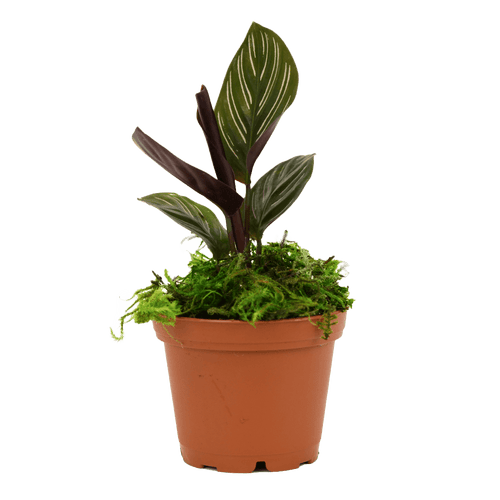 2.5" Calathea Ornata image 1