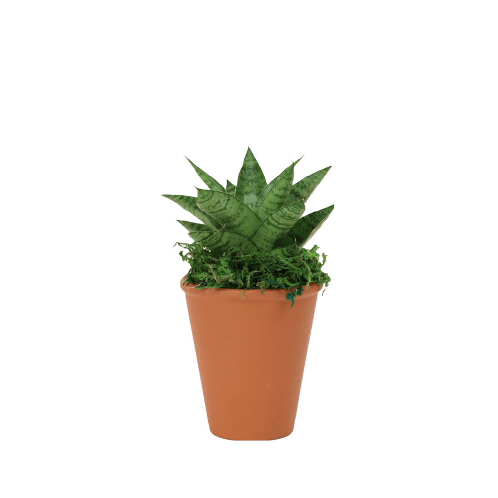 2.5" Sansevieria Tough Lady image 0