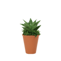2.5" Sansevieria Tough Lady image 0