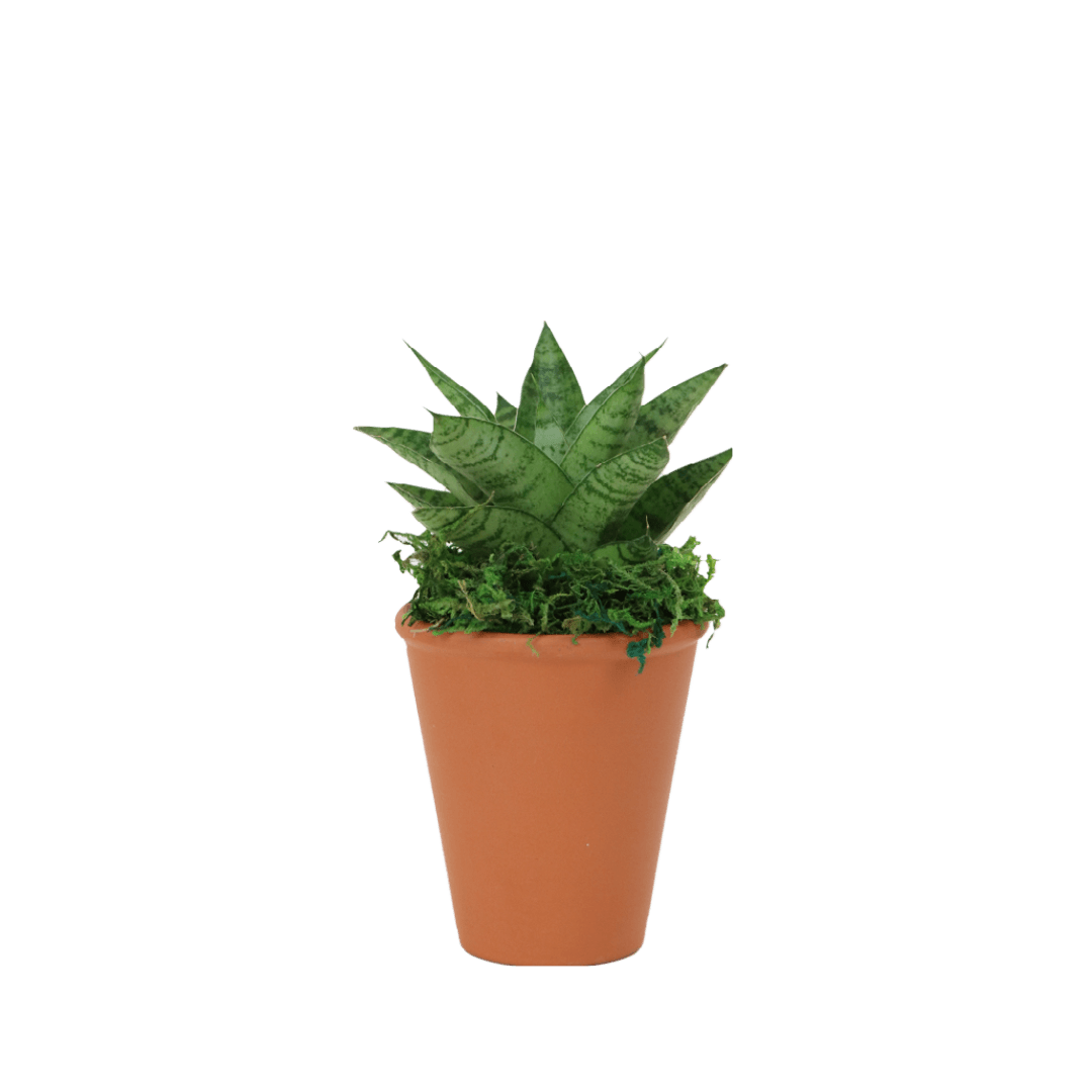 2.5" Sansevieria Tough Lady image 0