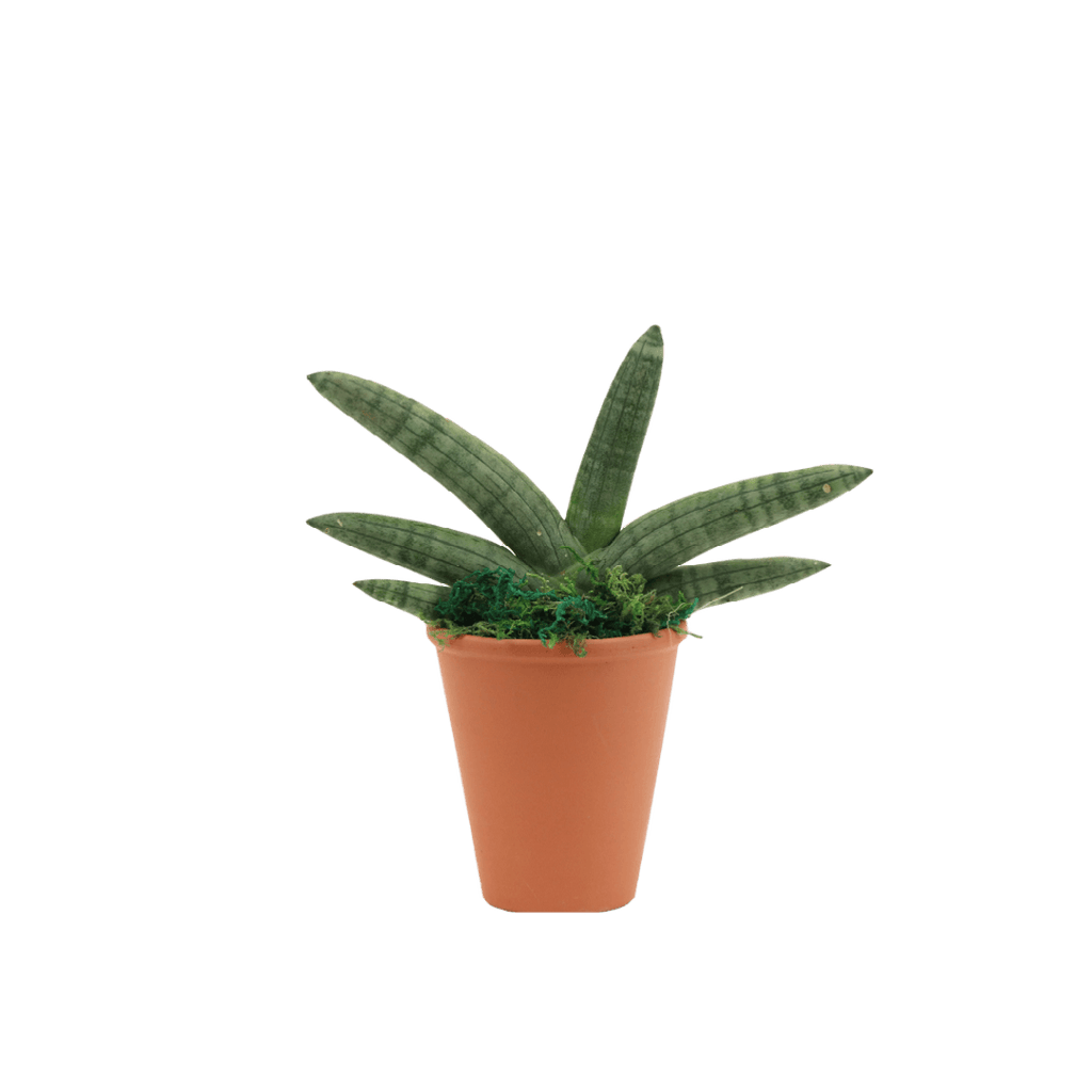 2.5" Sansevieria Boncel Starfish image 0