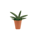 2.5" Sansevieria Boncel Starfish image 0