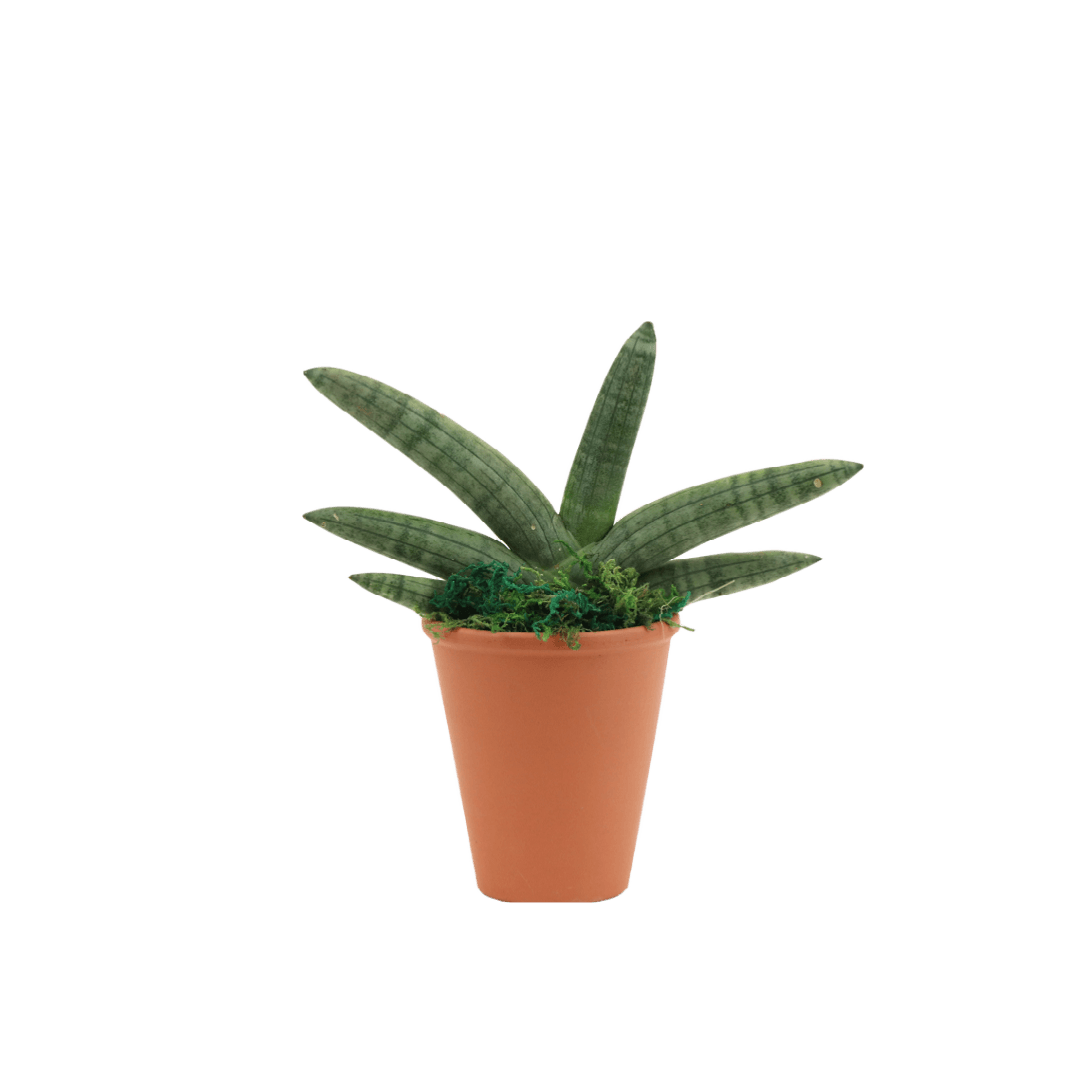 2.5" Sansevieria Boncel Starfish image 0