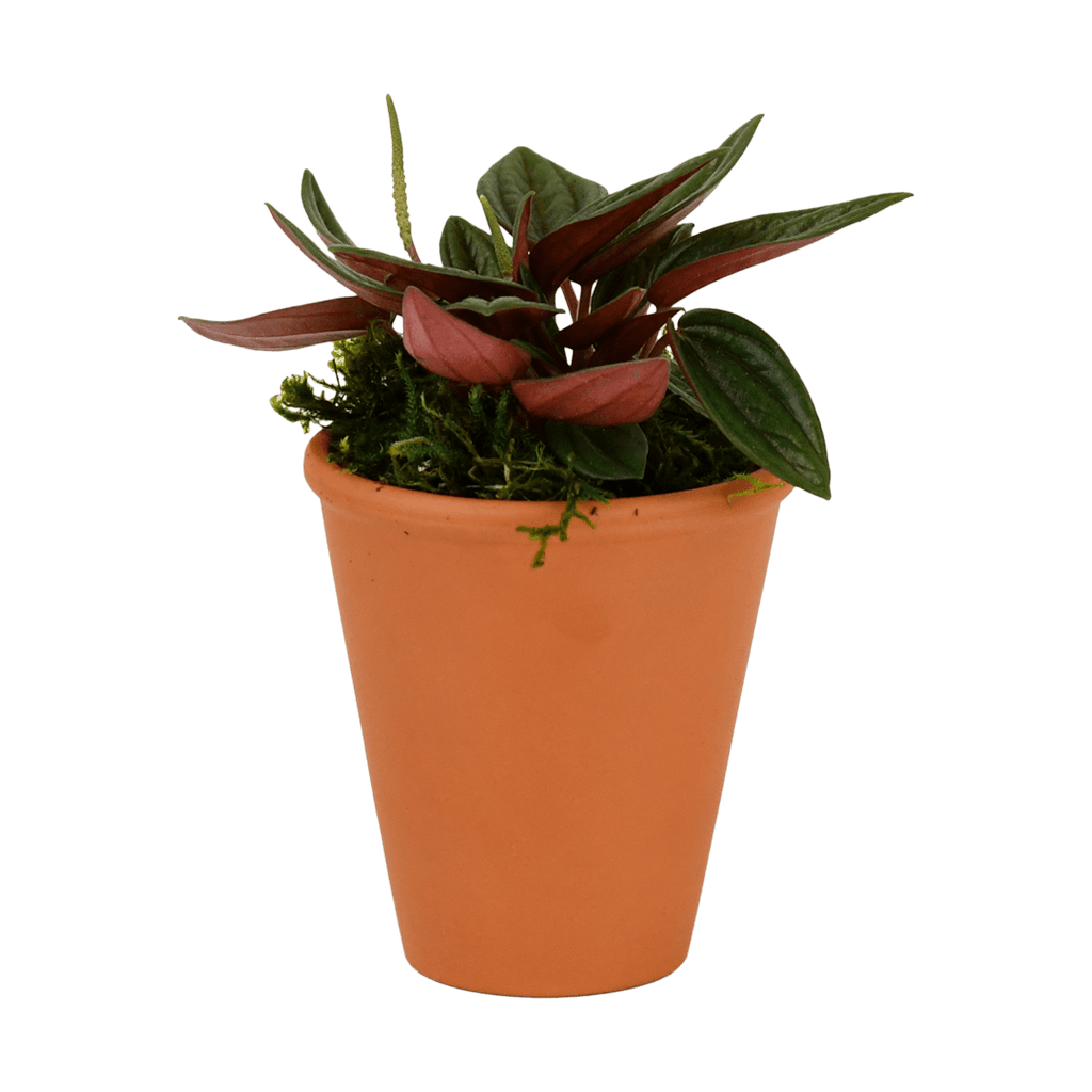 2.5" Peperomia, Rosso image 0