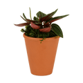 2.5" Peperomia, Rosso image 0