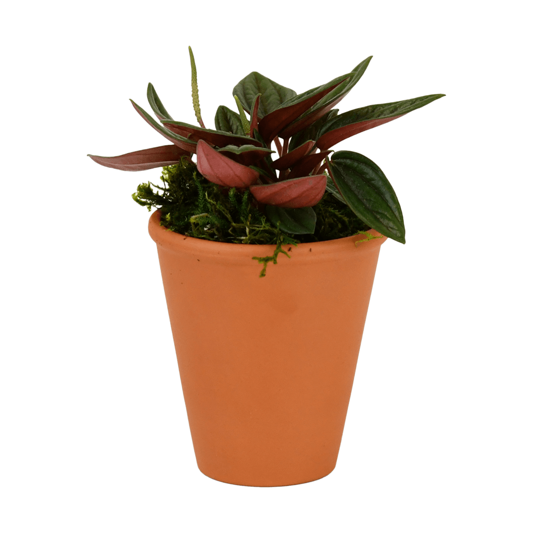 2.5" Peperomia, Rosso image 0