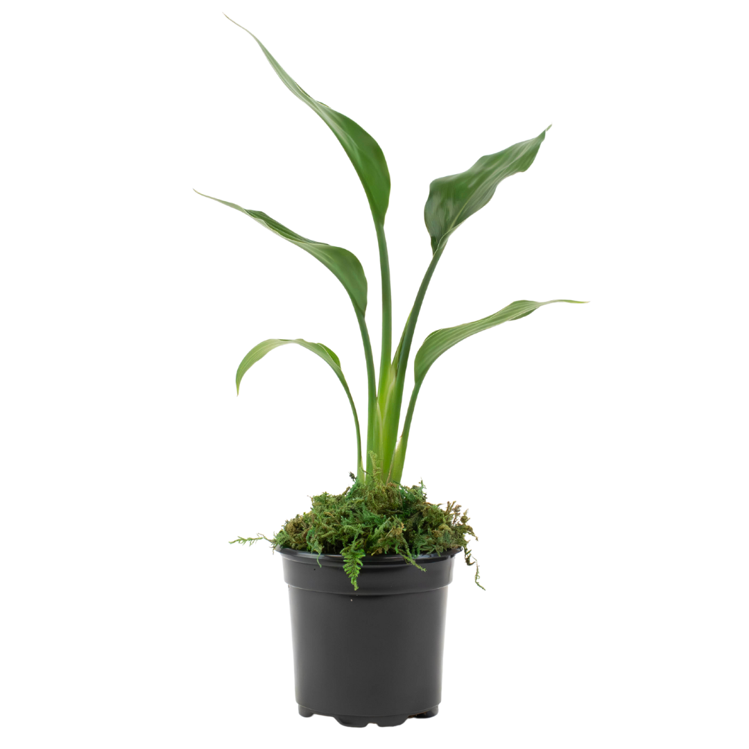 4" Bird of Paradise, Yellow image 1