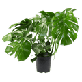 10" Monstera Split Leaf Philodendron image 0