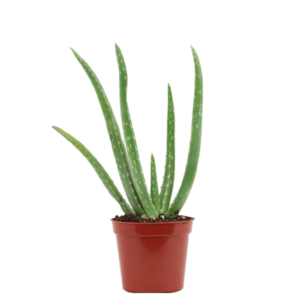 2.5" Aloe Vera image 2