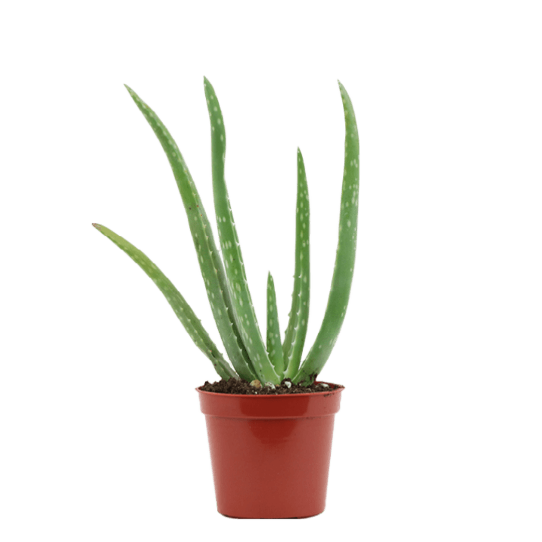 2.5" Aloe Vera image 2