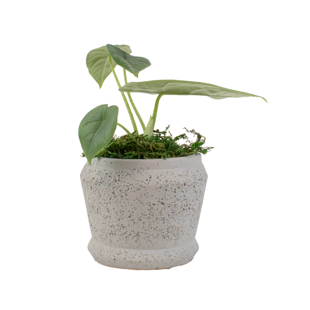 2.5" Alocasia Melo image 0