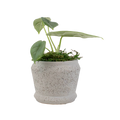 2.5" Alocasia Melo image 0