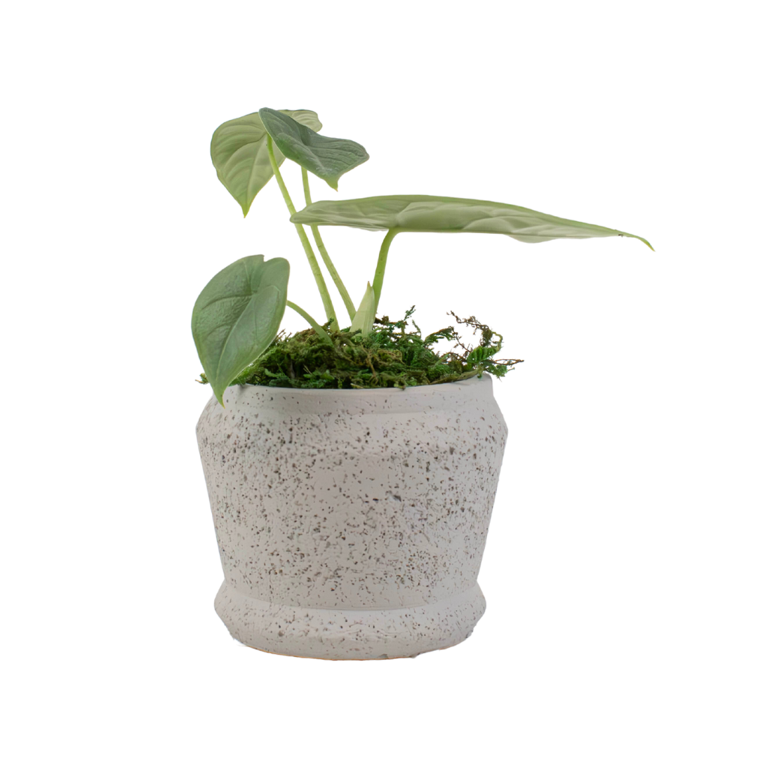 2.5" Alocasia Melo image 0