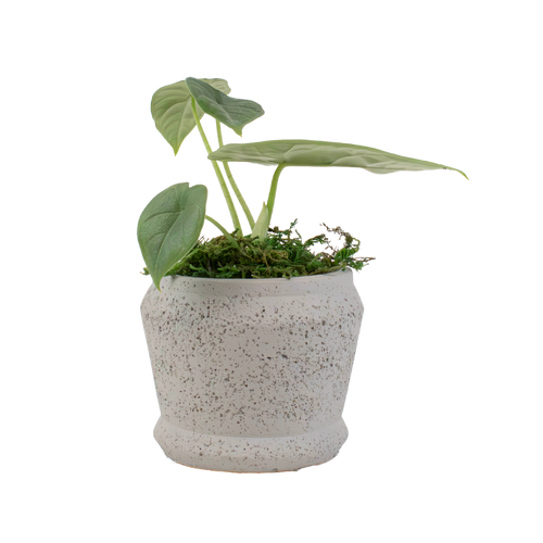 2.5" Alocasia Melo image 0