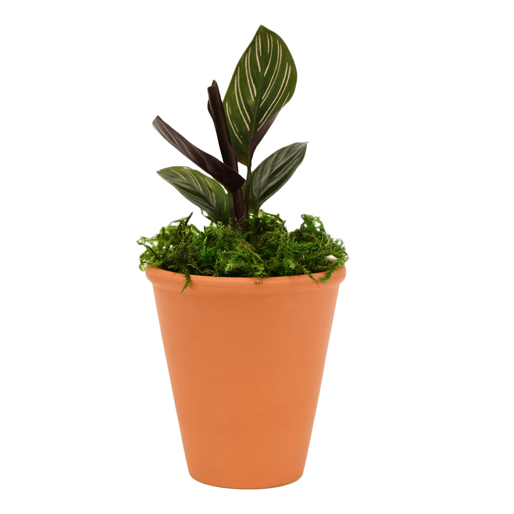 2.5" Calathea Ornata image 0