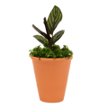 2.5" Calathea Ornata image 0