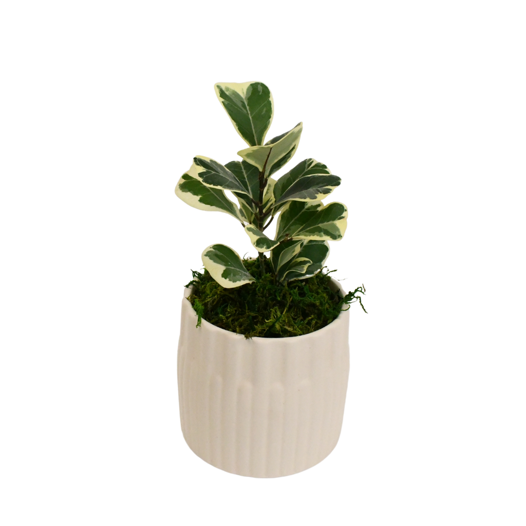 4" Ficus Triangularis Variegated image 0