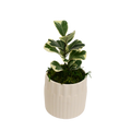 4" Ficus Triangularis Variegated image 0