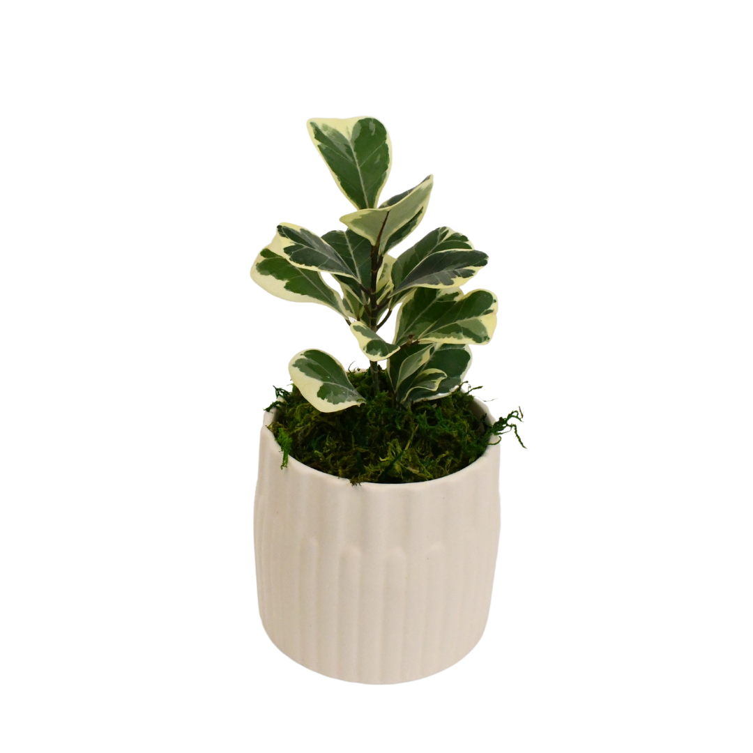 4" Ficus Triangularis Variegated image 0