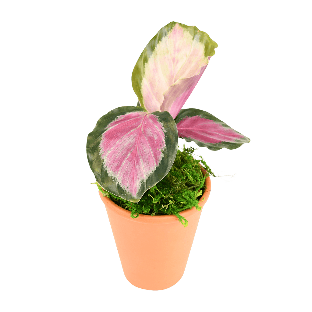 2.5" Calathea Rosy image 0