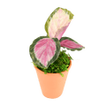 2.5" Calathea Rosy image 0