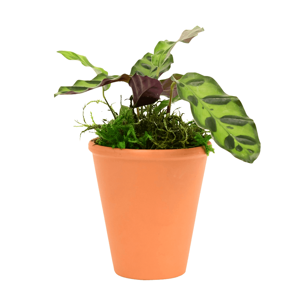 2.5" Calathea Rattlesnake image 0