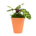 2.5" Calathea Rattlesnake image 0