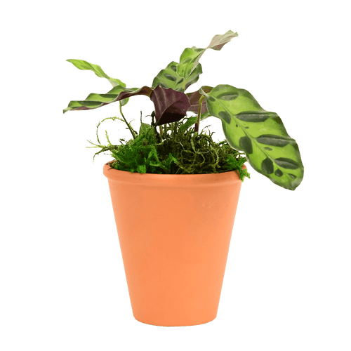 2.5" Calathea Rattlesnake image 0