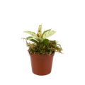 2.5" Rubber Plant Shivereana Moonshine image 0